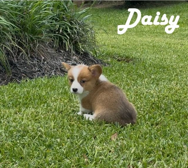 Pembroke Welsh Corgi Puppies media 13