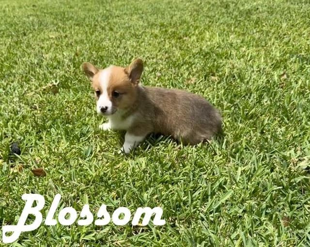 Pembroke Welsh Corgi Puppies media 14