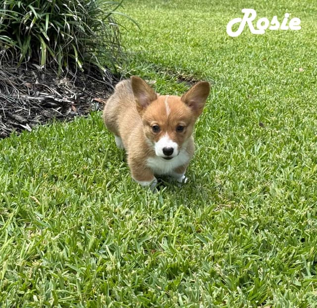 Pembroke Welsh Corgi Puppies media 15
