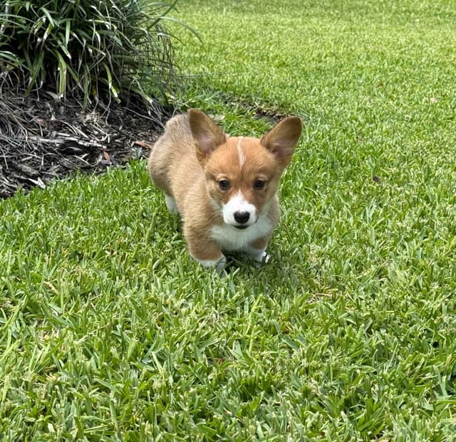 Pembroke Welsh Corgi Puppies media 16