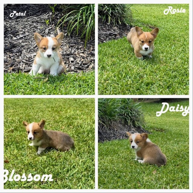 Pembroke Welsh Corgi Puppies media 17