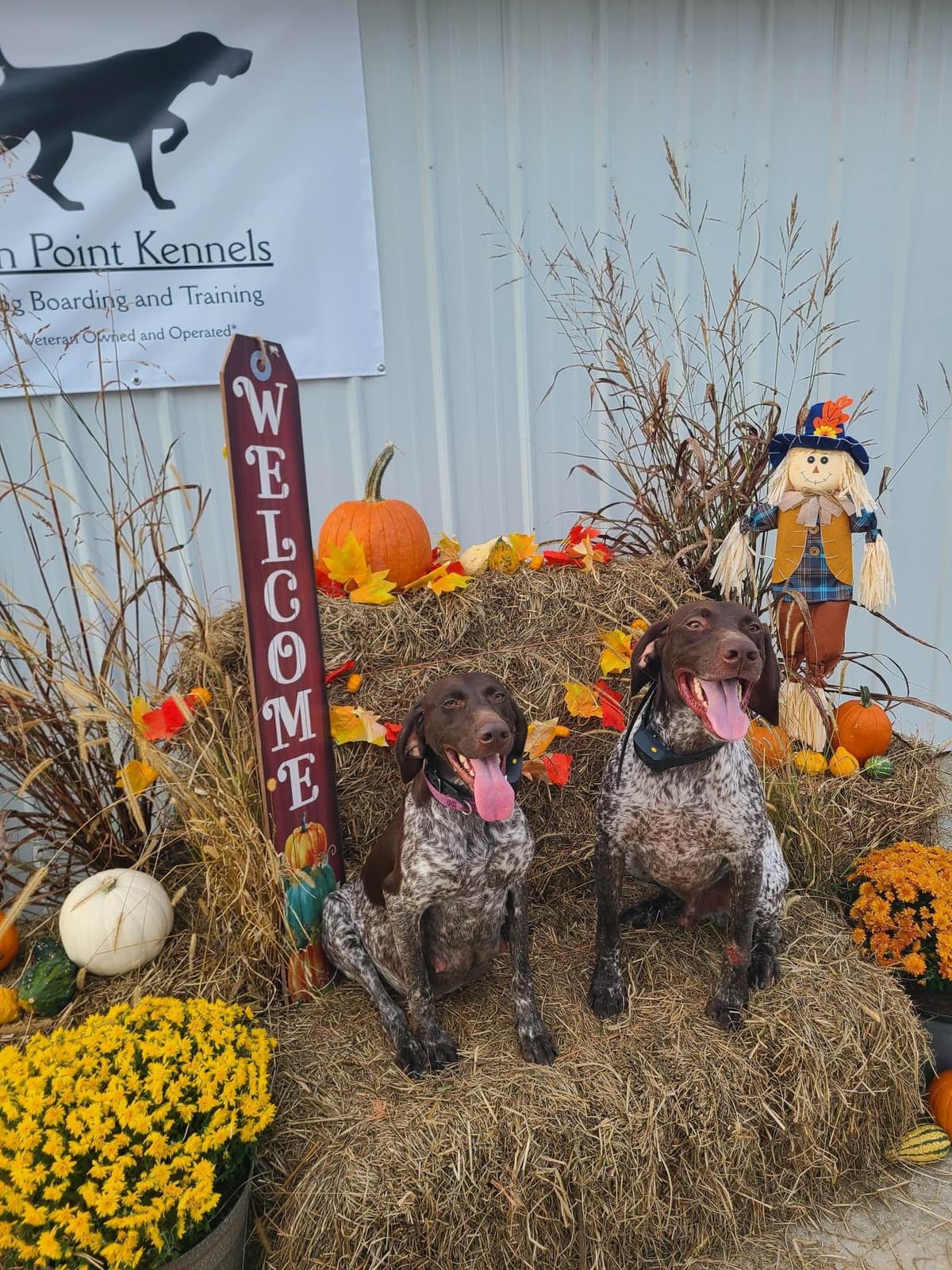 German Shorthaired Pointer Puppies breeder image 1