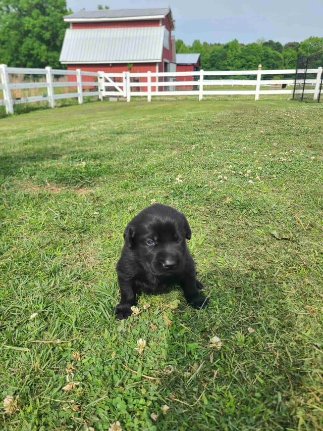 Labrador Retriever Puppies media 2