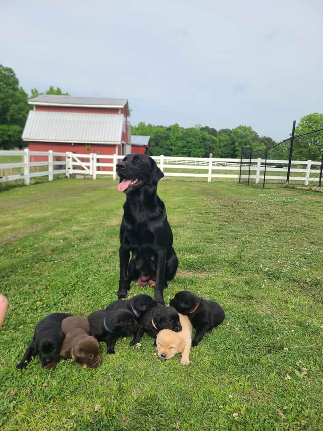 Labrador Retriever Puppies media 3