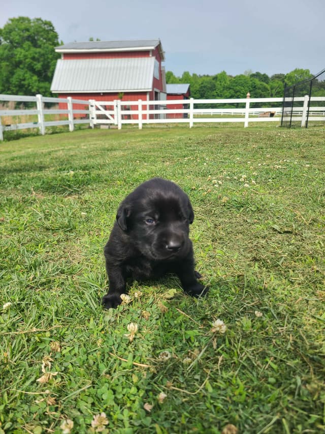 Labrador Retriever Puppies media 4