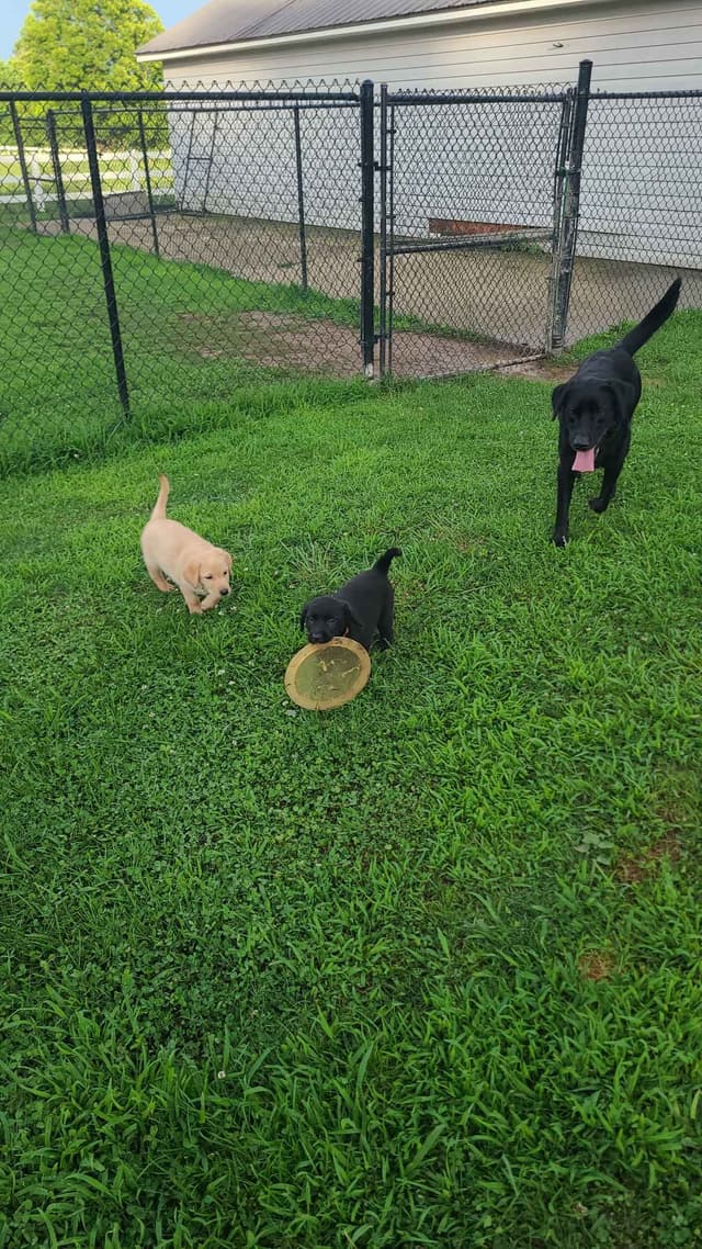 Labrador Retriever Puppies media 5