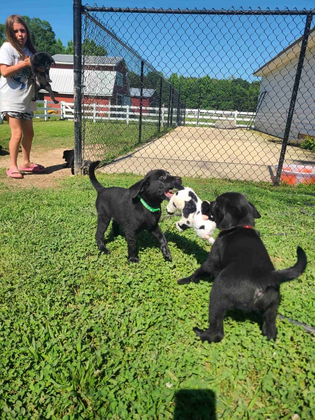 Labrador Retriever Puppies media 6