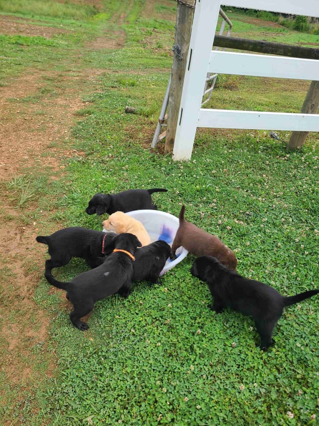 Labrador Retriever Puppies media 7