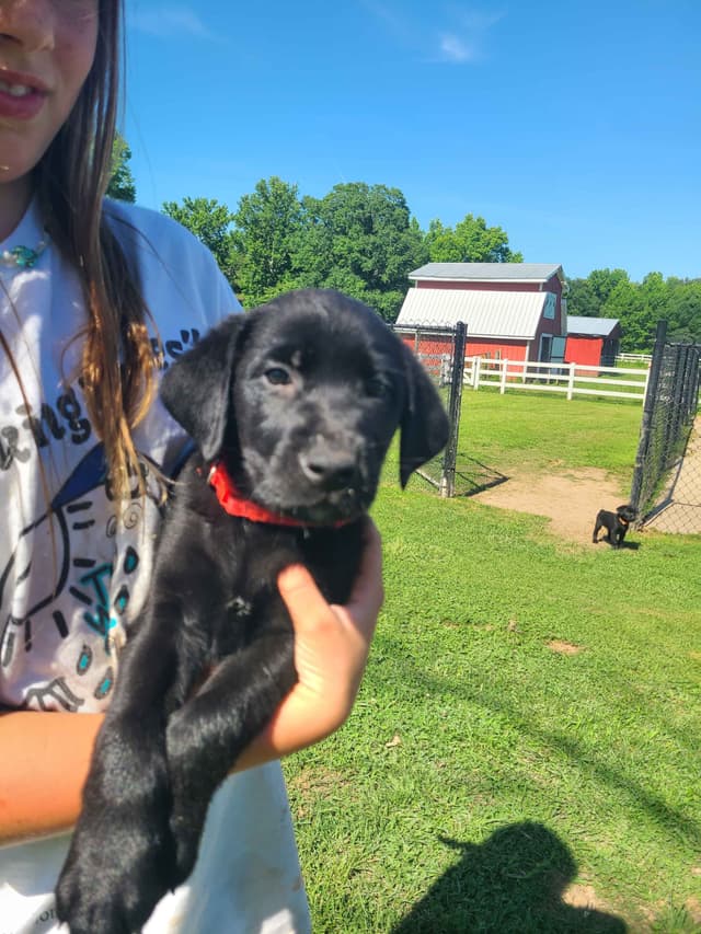 Labrador Retriever Puppies media 8