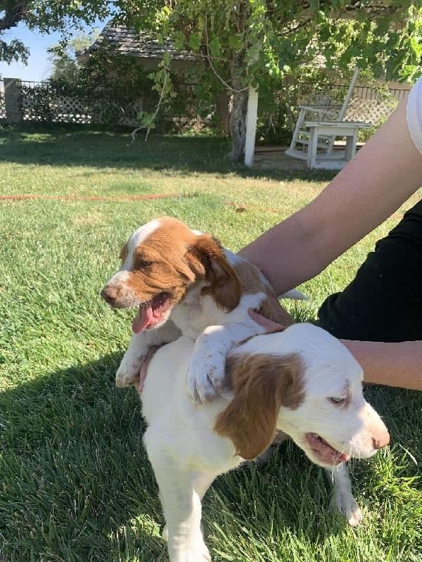 Brittany Puppies media 2