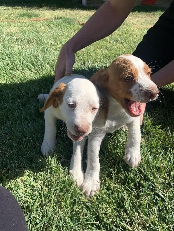 Brittany Puppies media 3