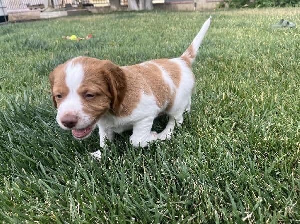 Brittany Puppies media 4
