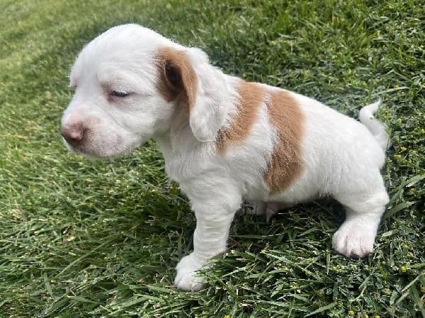 Brittany Puppies media 5