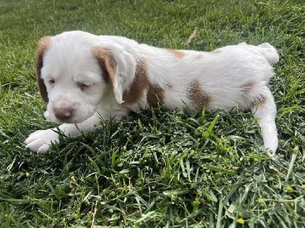 Brittany Puppies media 6