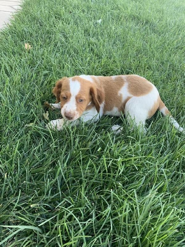 Brittany Puppies media 7