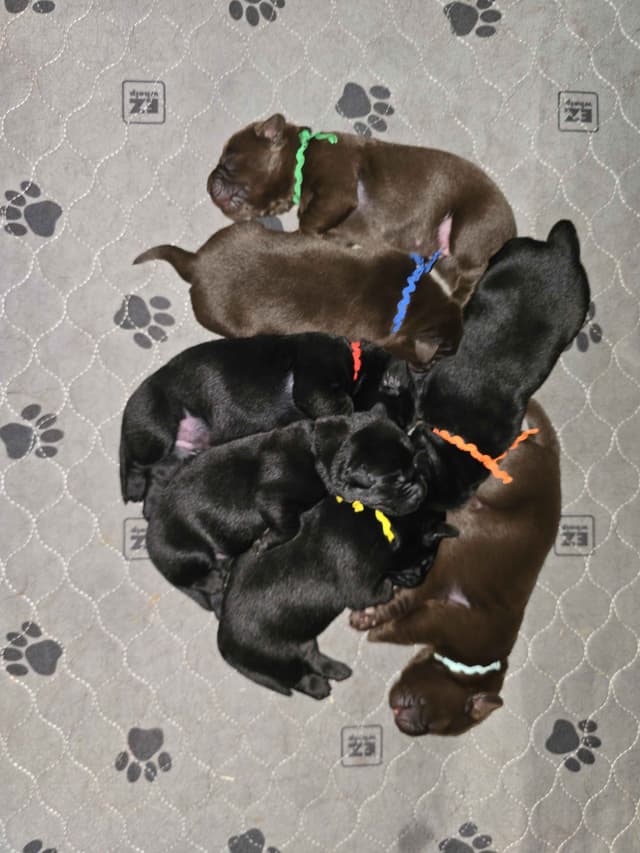 Labrador Retriever Puppies media 3