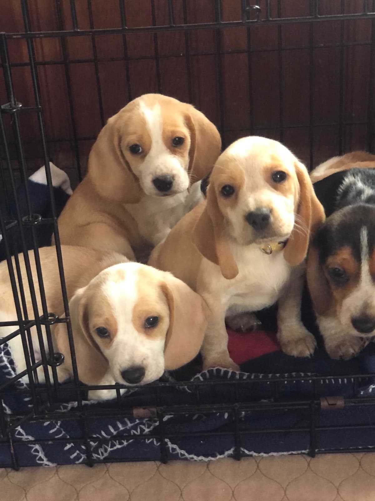 Beagle Puppies breeder image 16