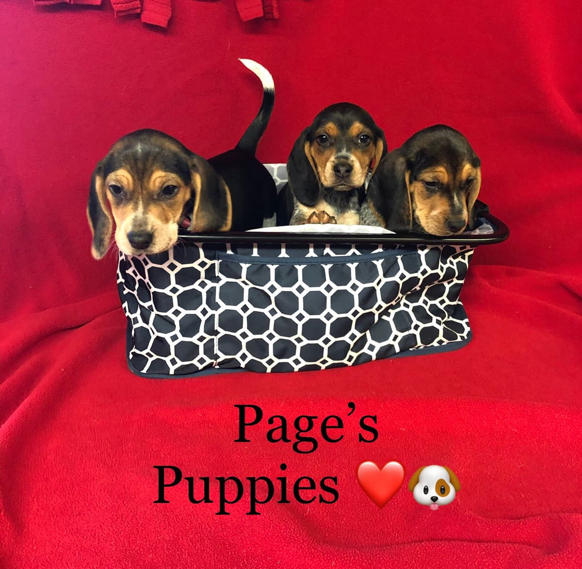 Beagle Puppies breeder image 17