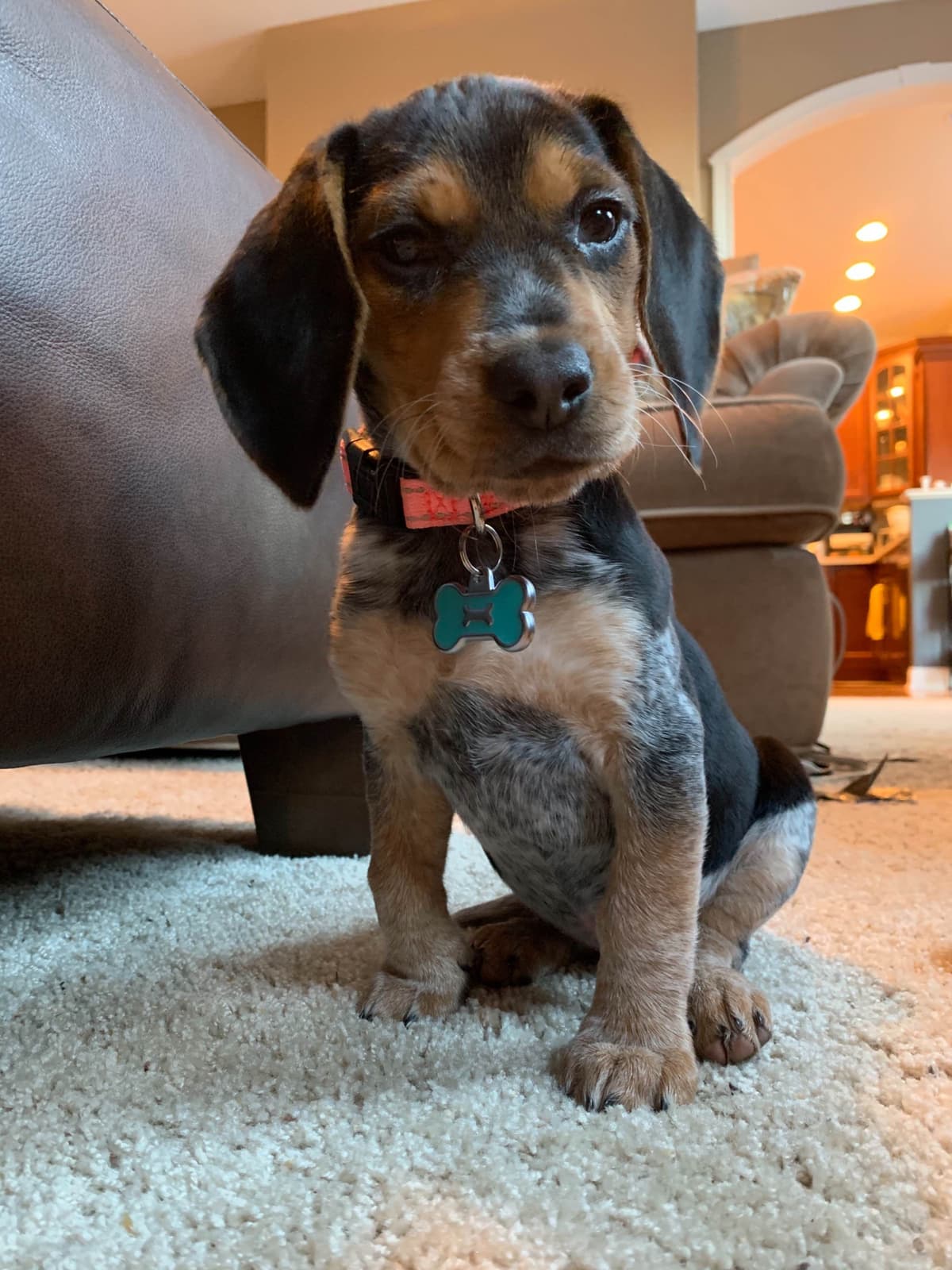 Beagle Puppies breeder image 19