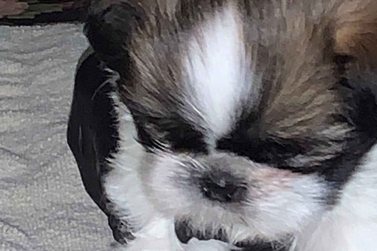 Shih Tzu Puppies breeder image 2