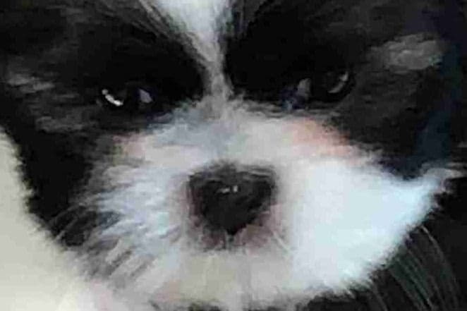 Shih Tzu Puppies breeder image 3
