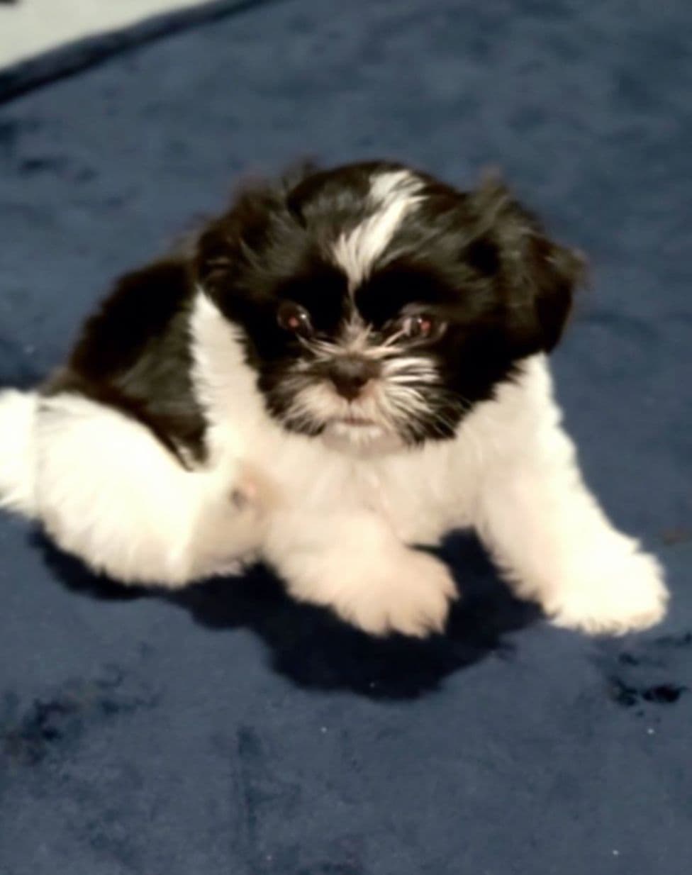 Shih Tzu Puppies breeder image 5