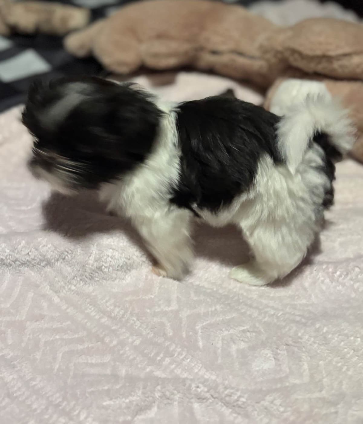 Shih Tzu Puppies breeder image 4
