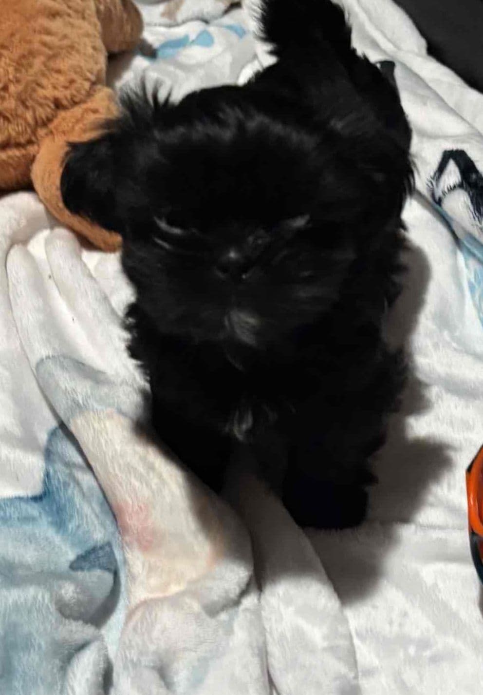 Shih Tzu Puppies breeder image 8