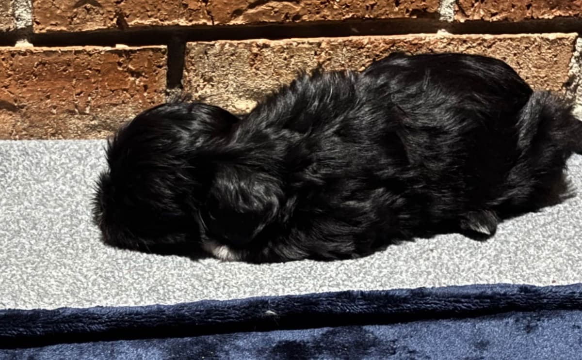 Shih Tzu Puppies breeder image 7