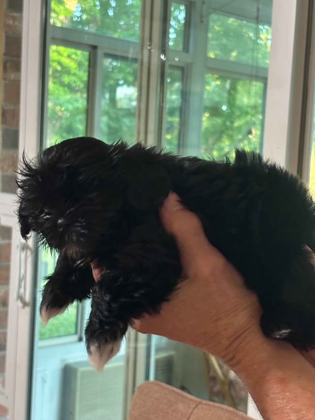 Shih Tzu Puppies media 2