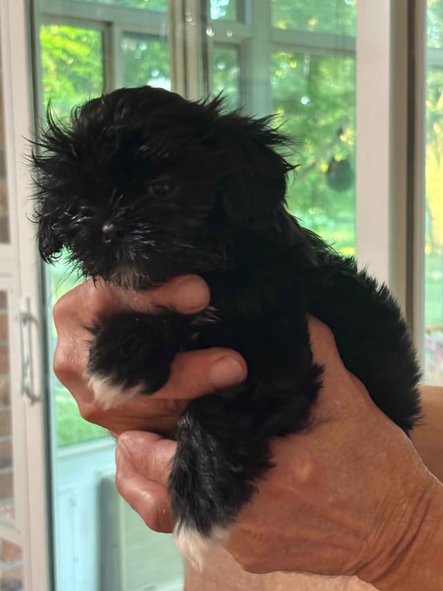 Shih Tzu Puppies media 3