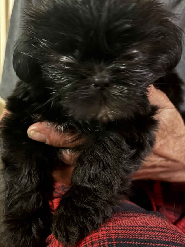 Shih Tzu Puppies media 4