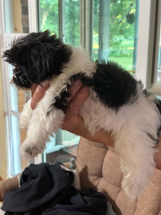 Shih Tzu Puppies media 5