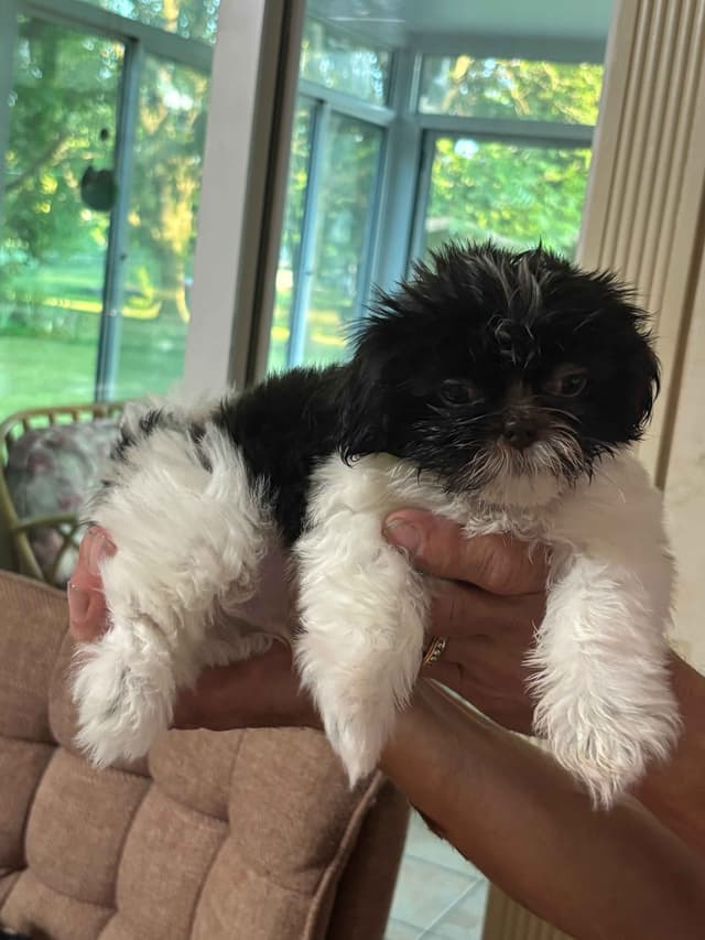 Shih Tzu Puppies media 6