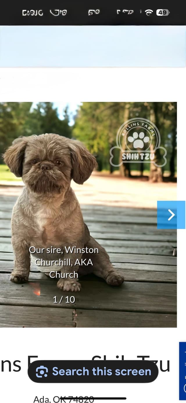 Shih Tzu Puppies media 8