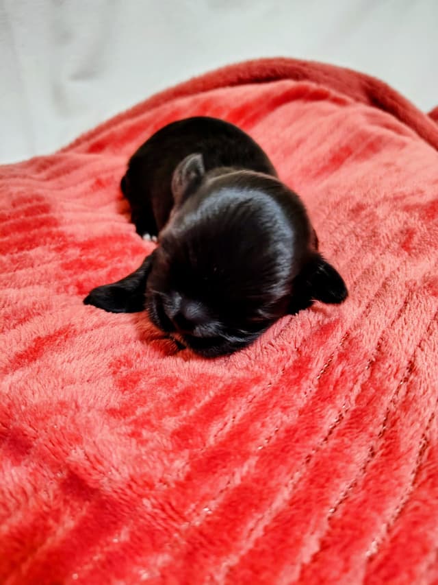 Shih Tzu Puppies media 7
