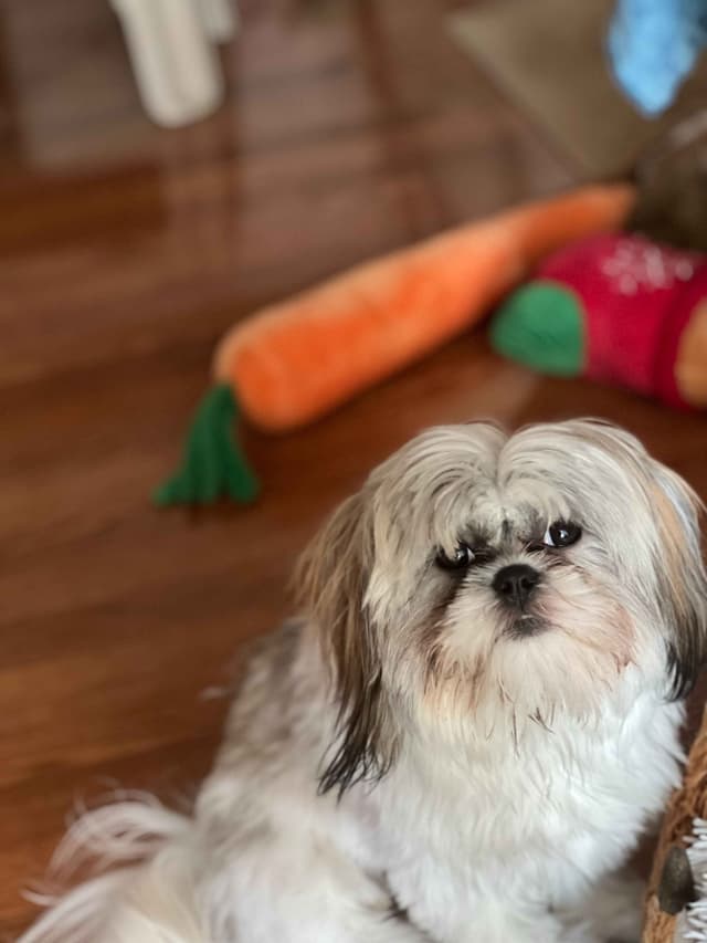 Shih Tzu Puppies media 10