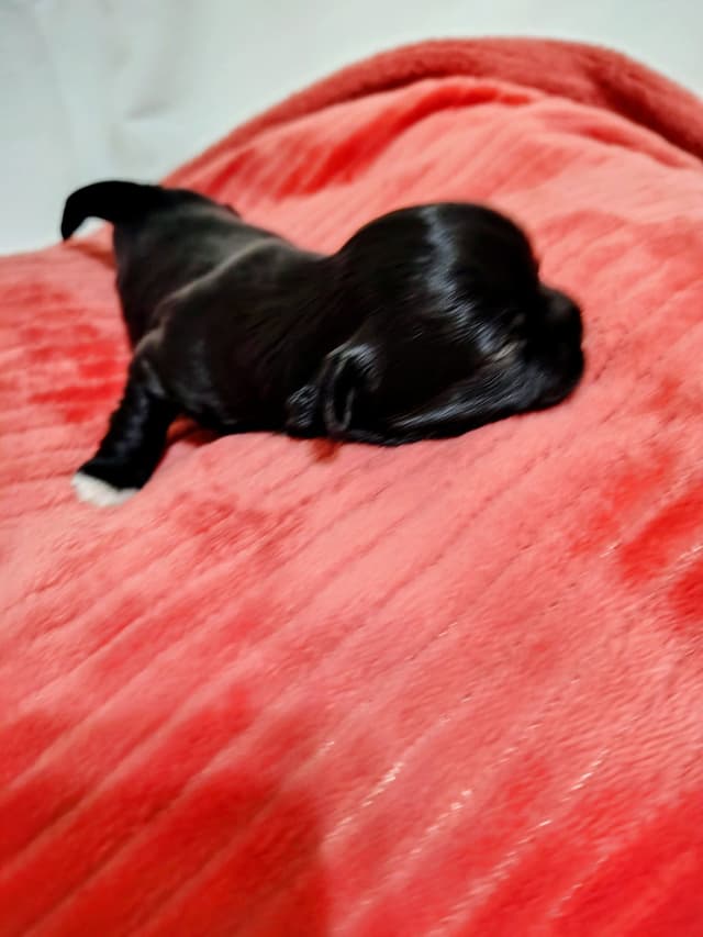 Shih Tzu Puppies media 9