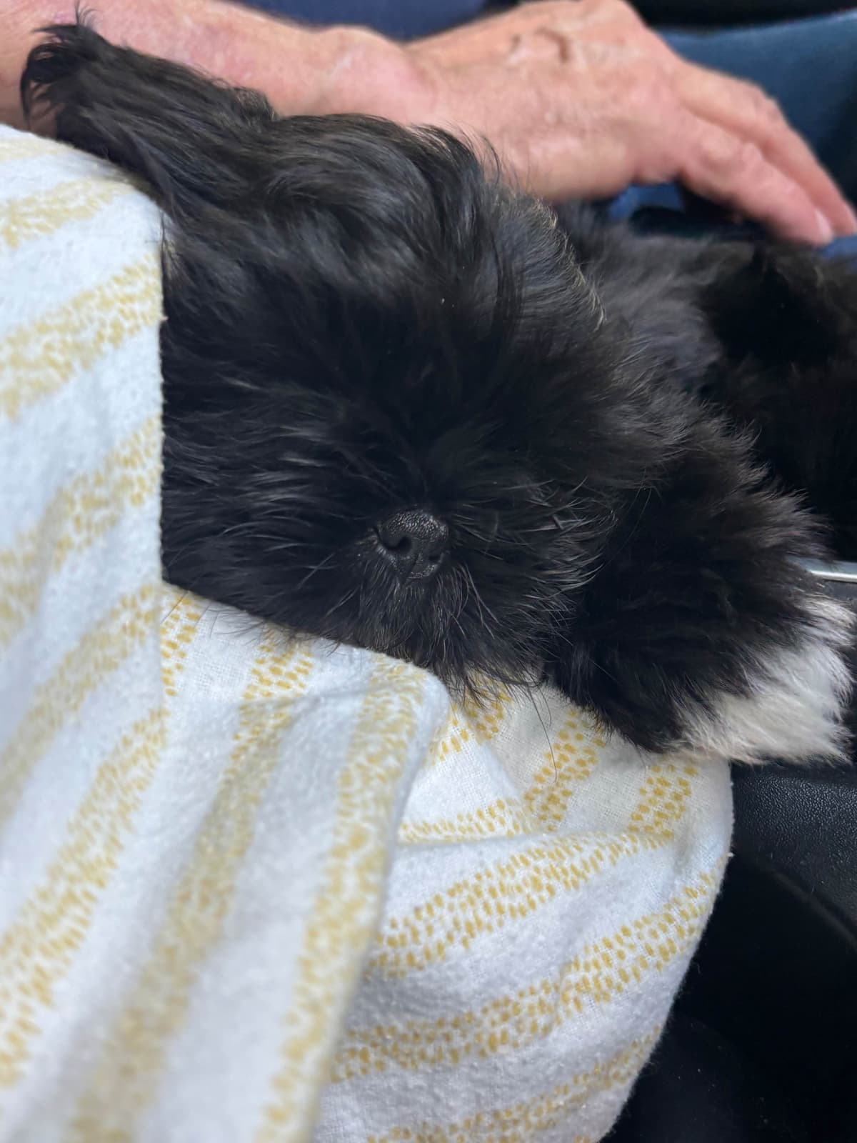 Shih Tzu Puppies breeder image 9
