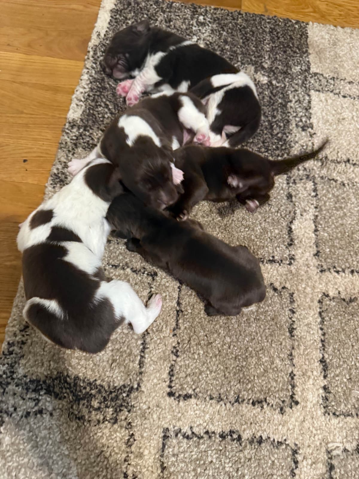 Newfoundland Puppies breeder image 1