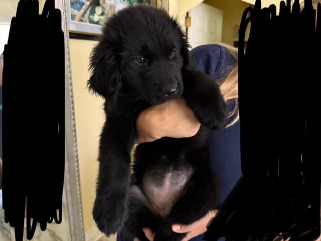 Newfoundland Puppies media 2