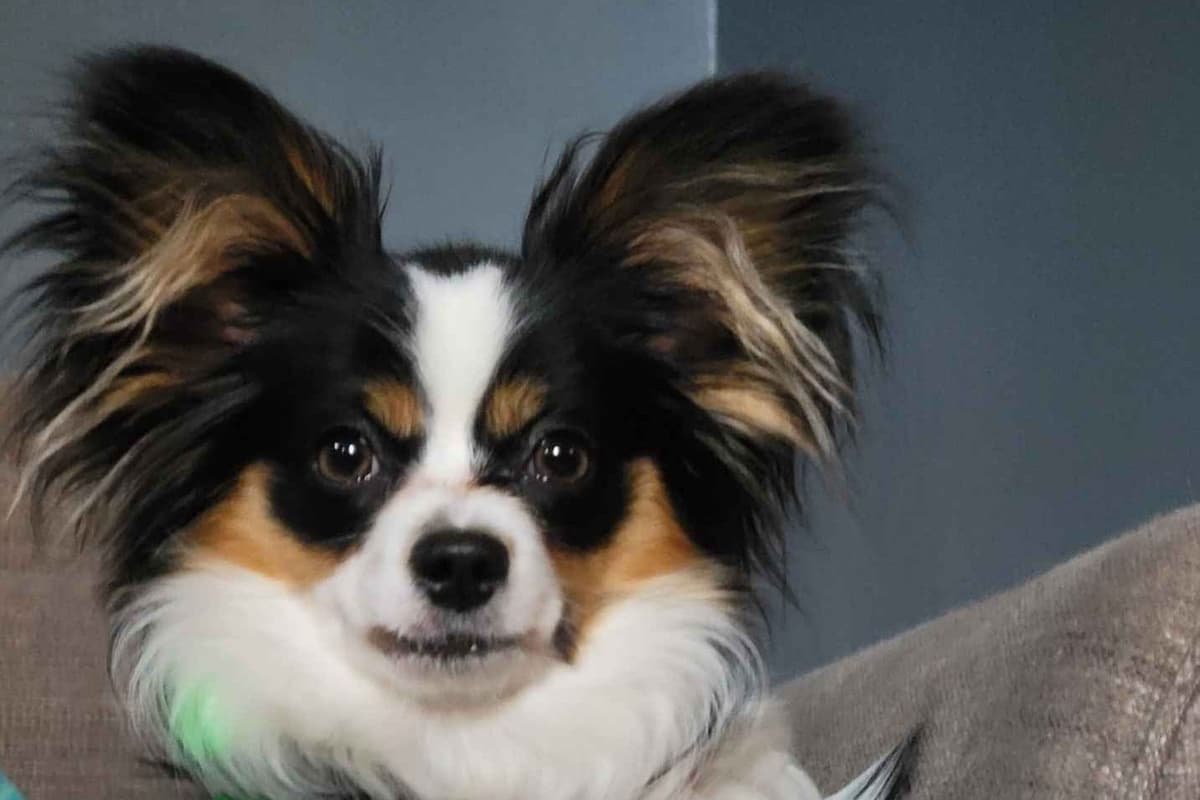 Papillon Puppies breeder image 3