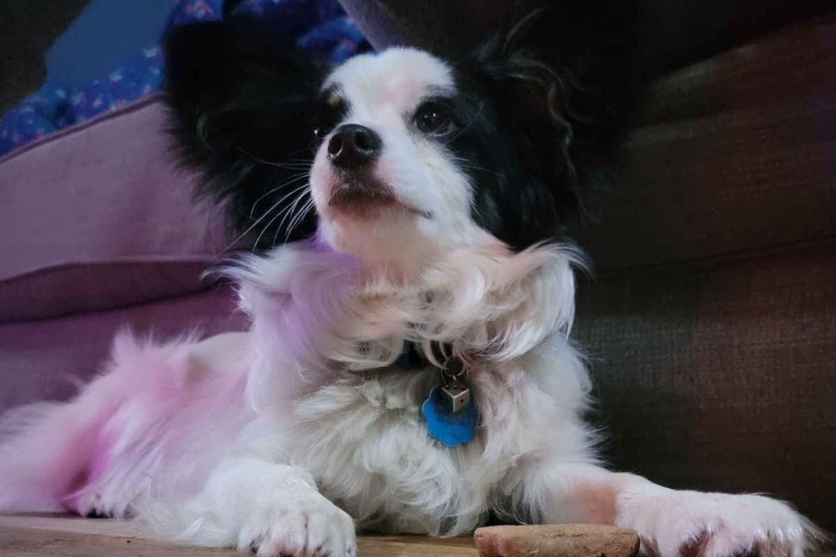 Papillon Puppies breeder image 4