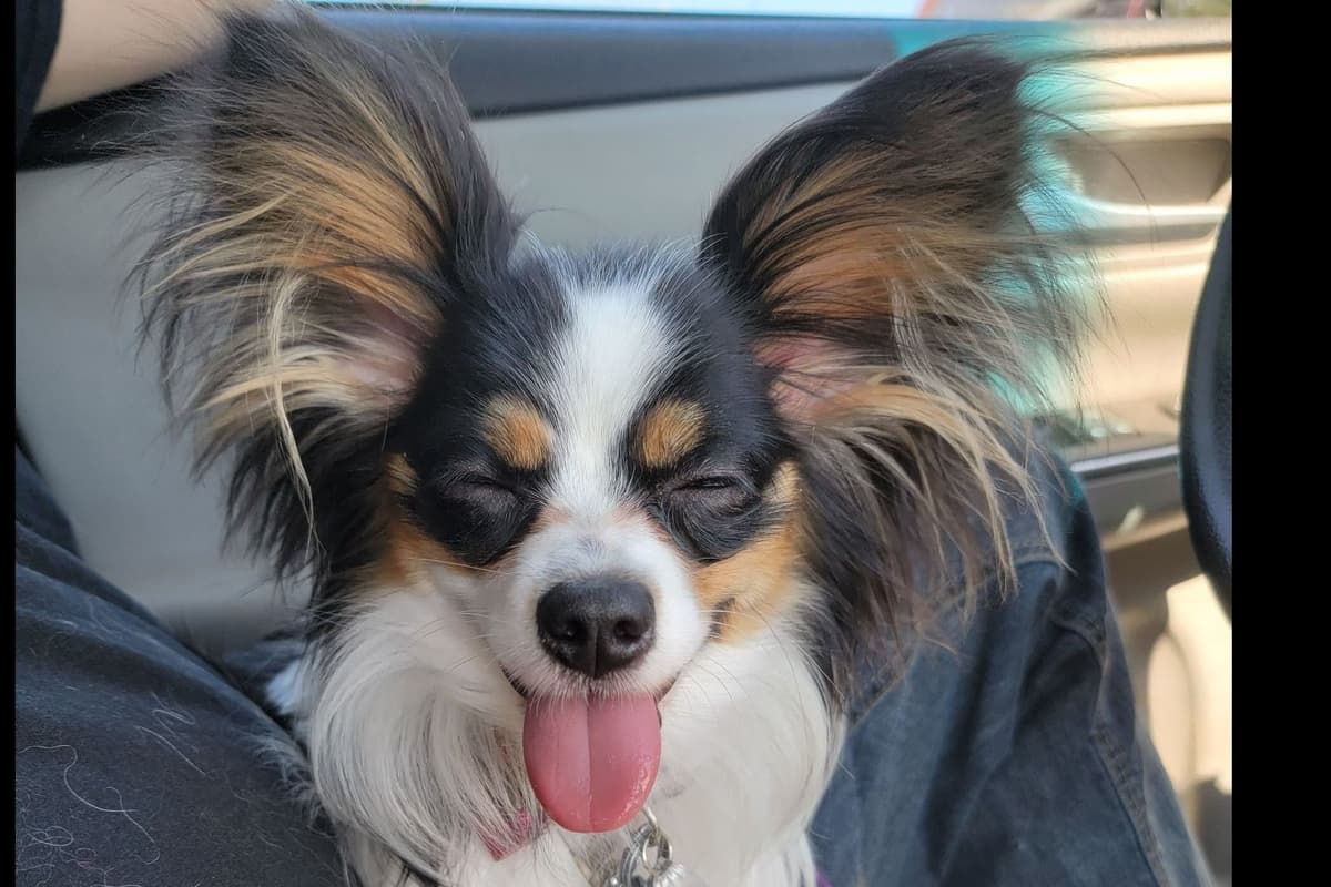 Papillon Puppies breeder image 5
