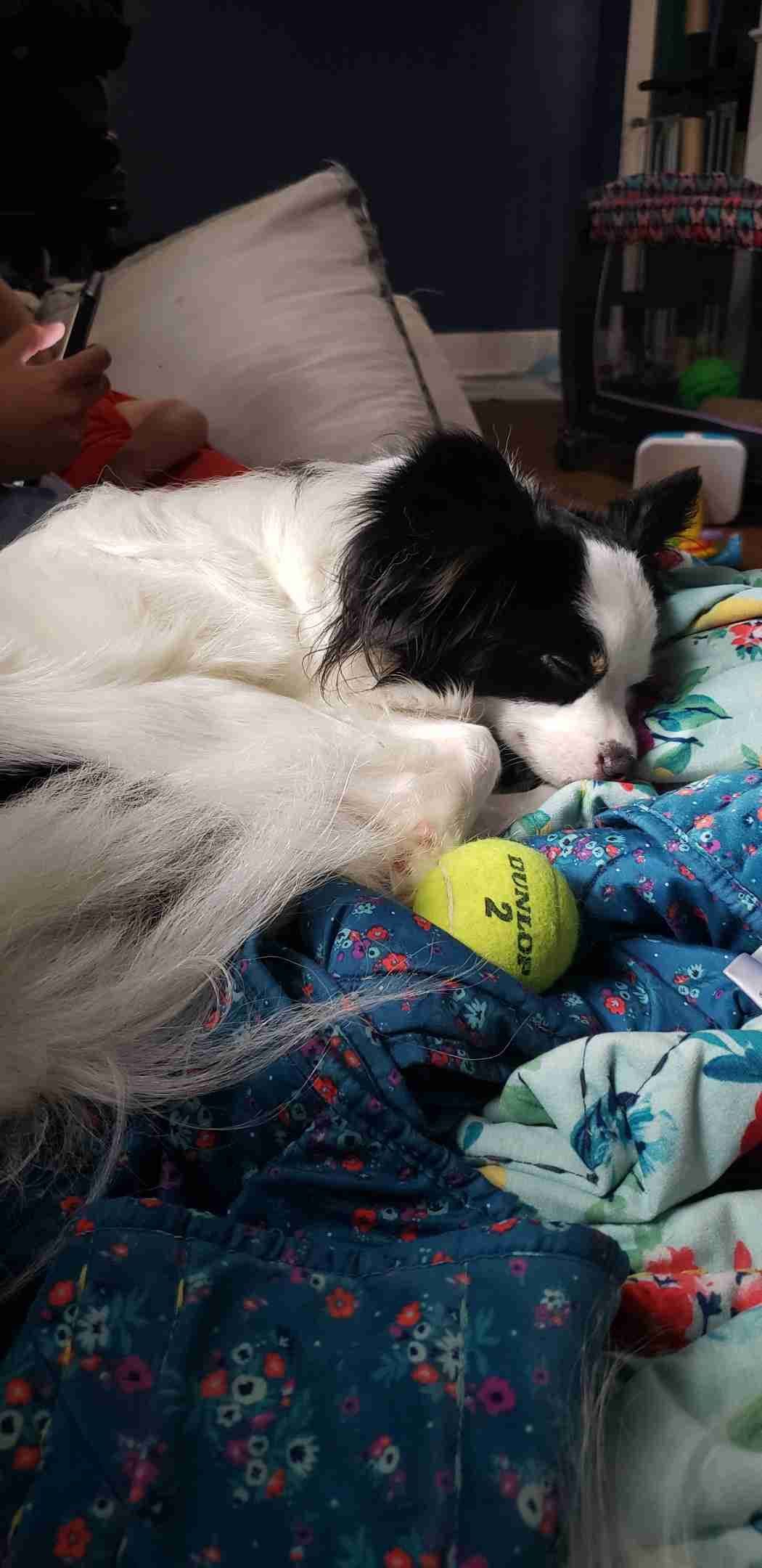 Papillon Puppies breeder image 9