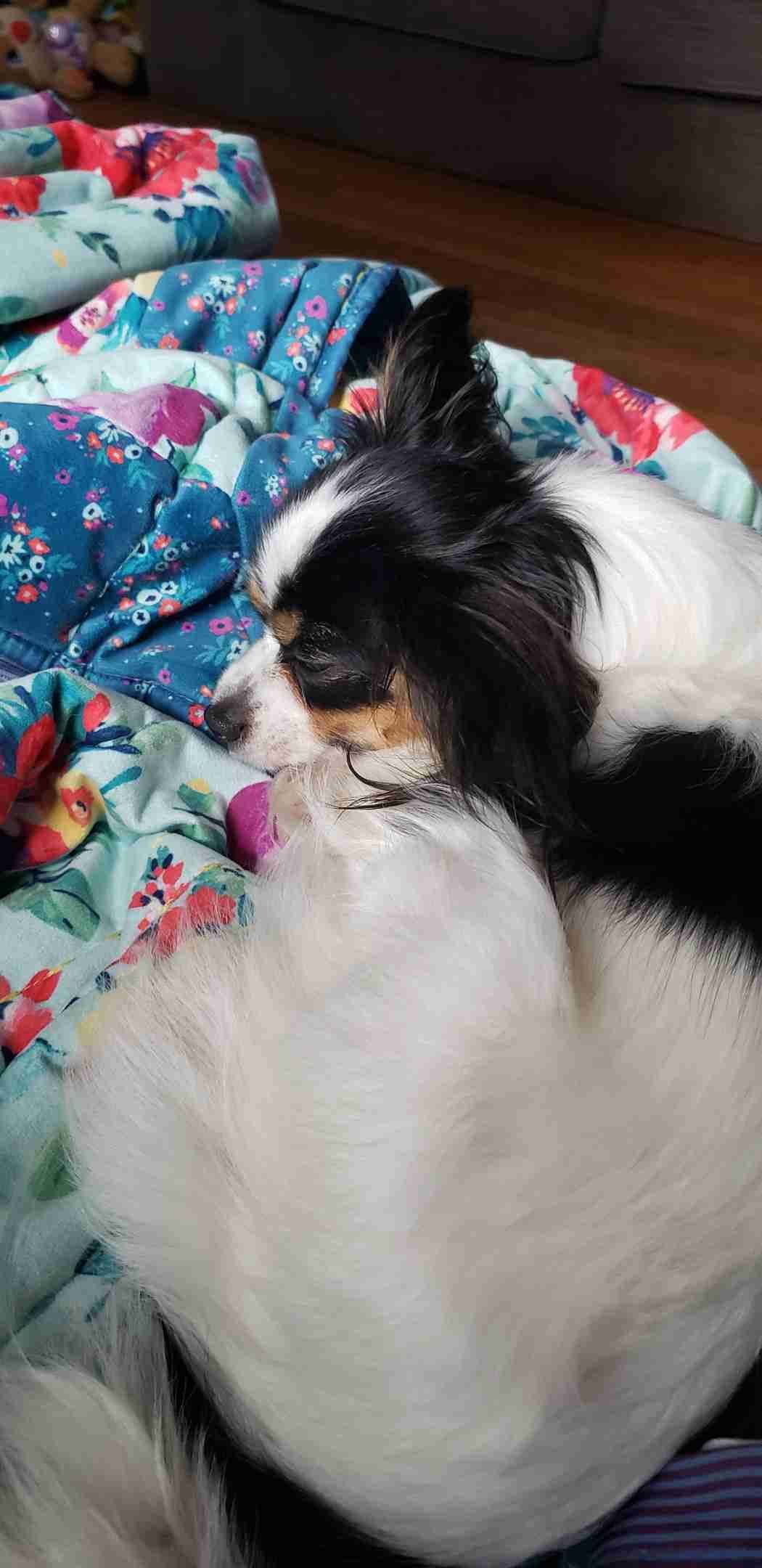 Papillon Puppies breeder image 6