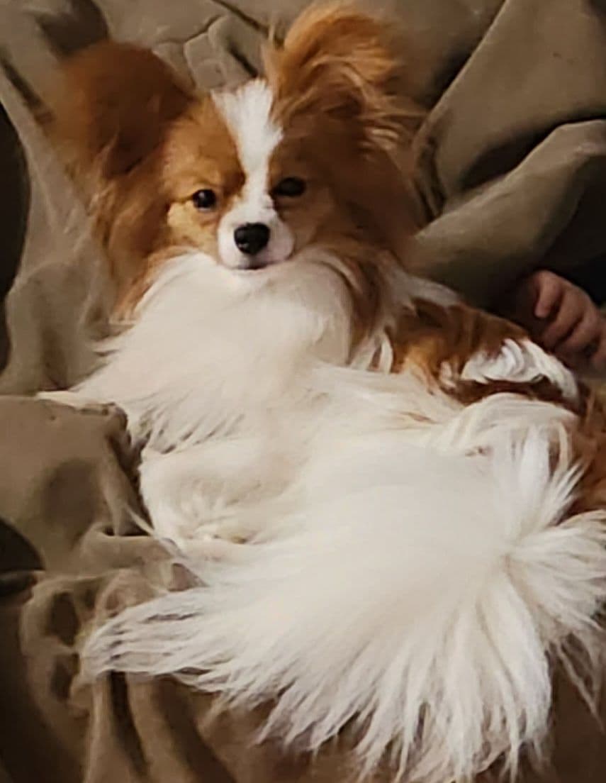 Papillon Puppies breeder image 1