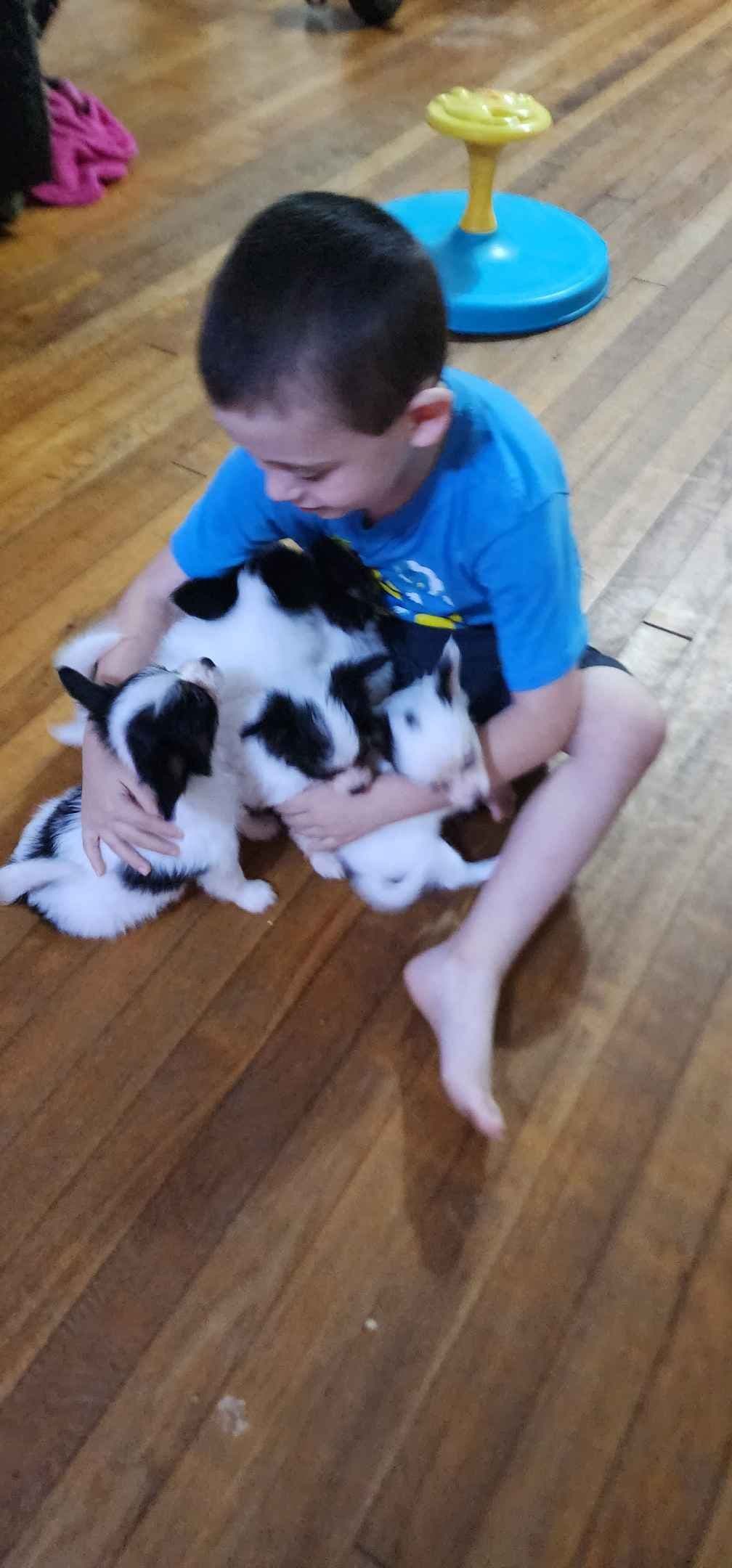Papillon Puppies breeder image 11