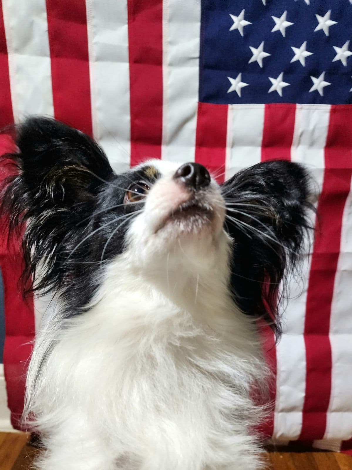 Papillon Puppies breeder image 16