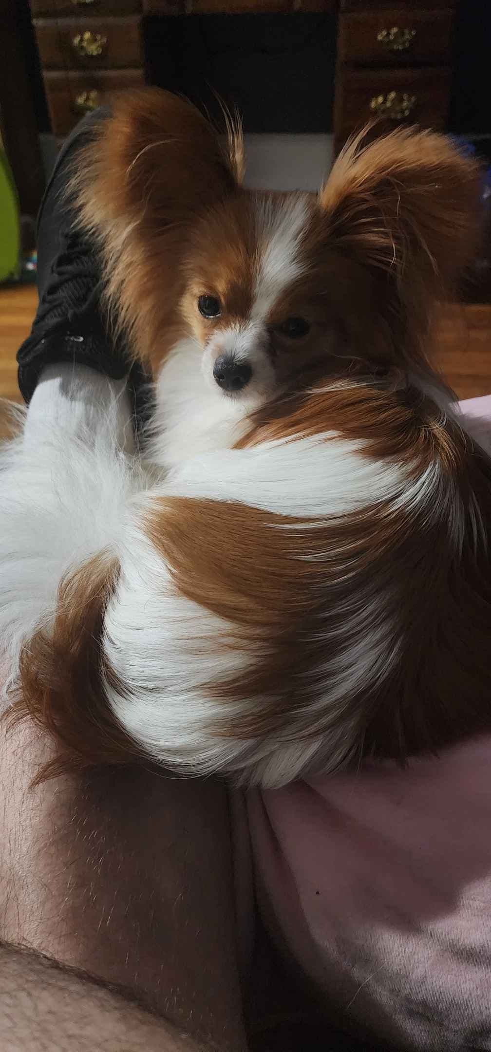 Papillon Puppies breeder image 14